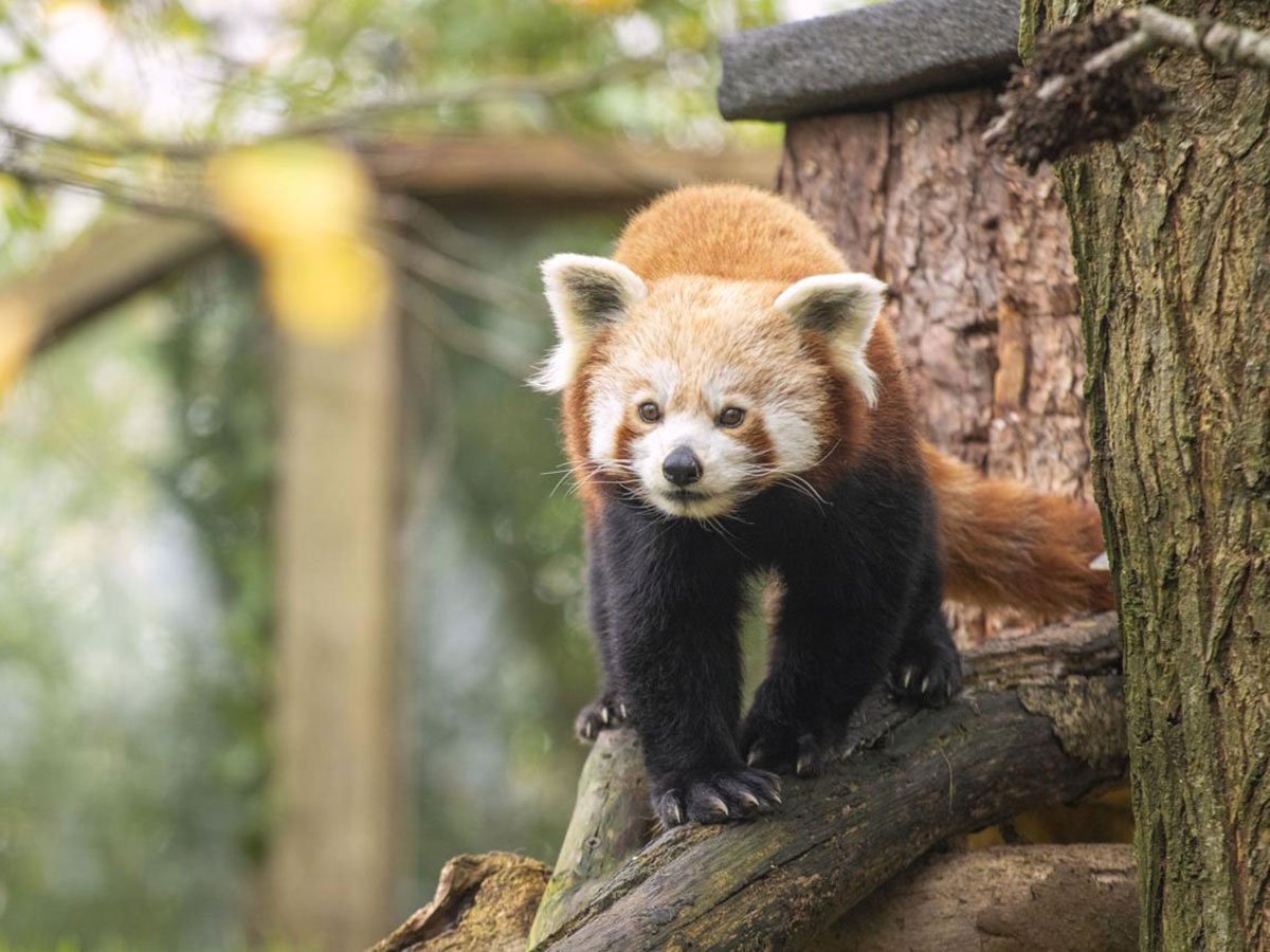 Spend a Day at Newquay Zoo