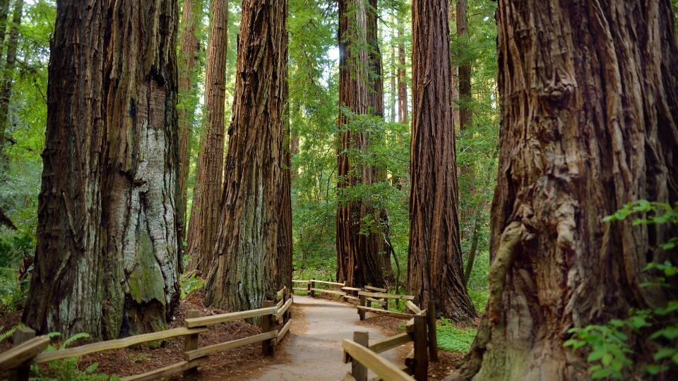 Giant Redwoods San Francisco