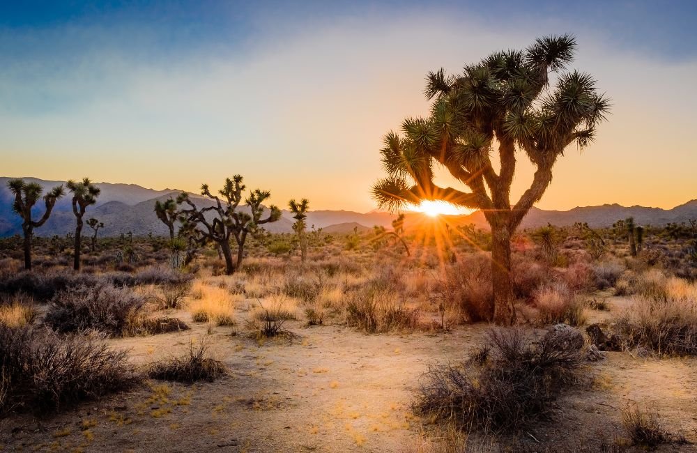 Joshua Tree National Park