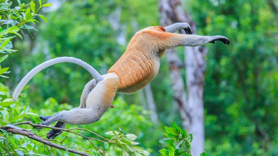 Monkey Jungle Miami