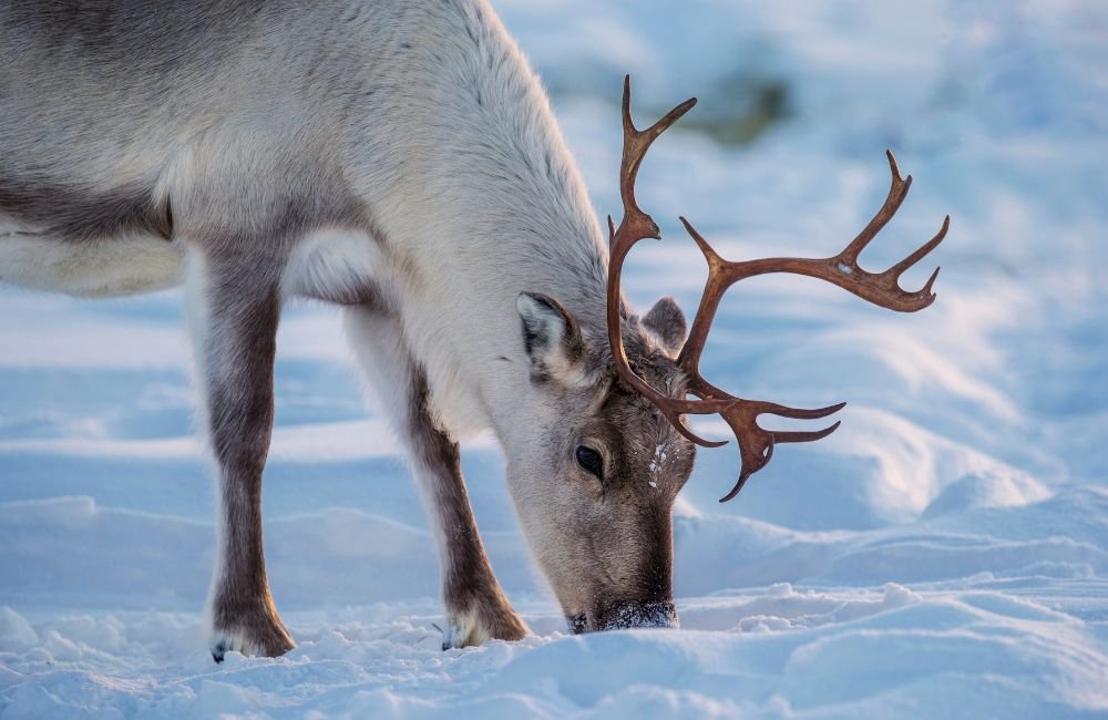 Reindeer Diet Changes with the Seasons