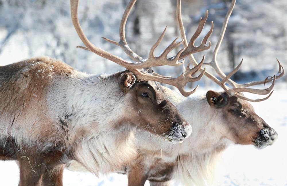 Reindeer Have Specialised Hooves
